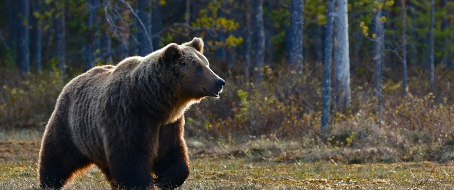 brown bear walking near trees